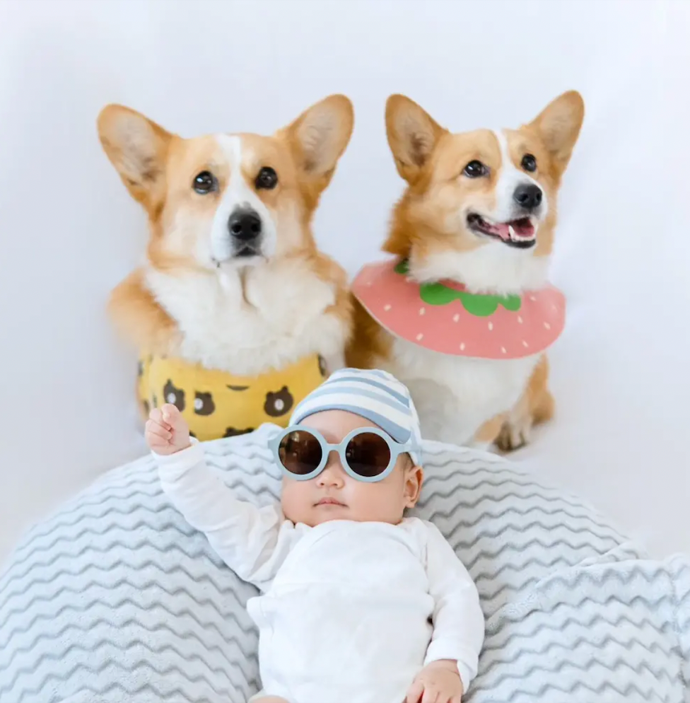 @NayoTheCorgi